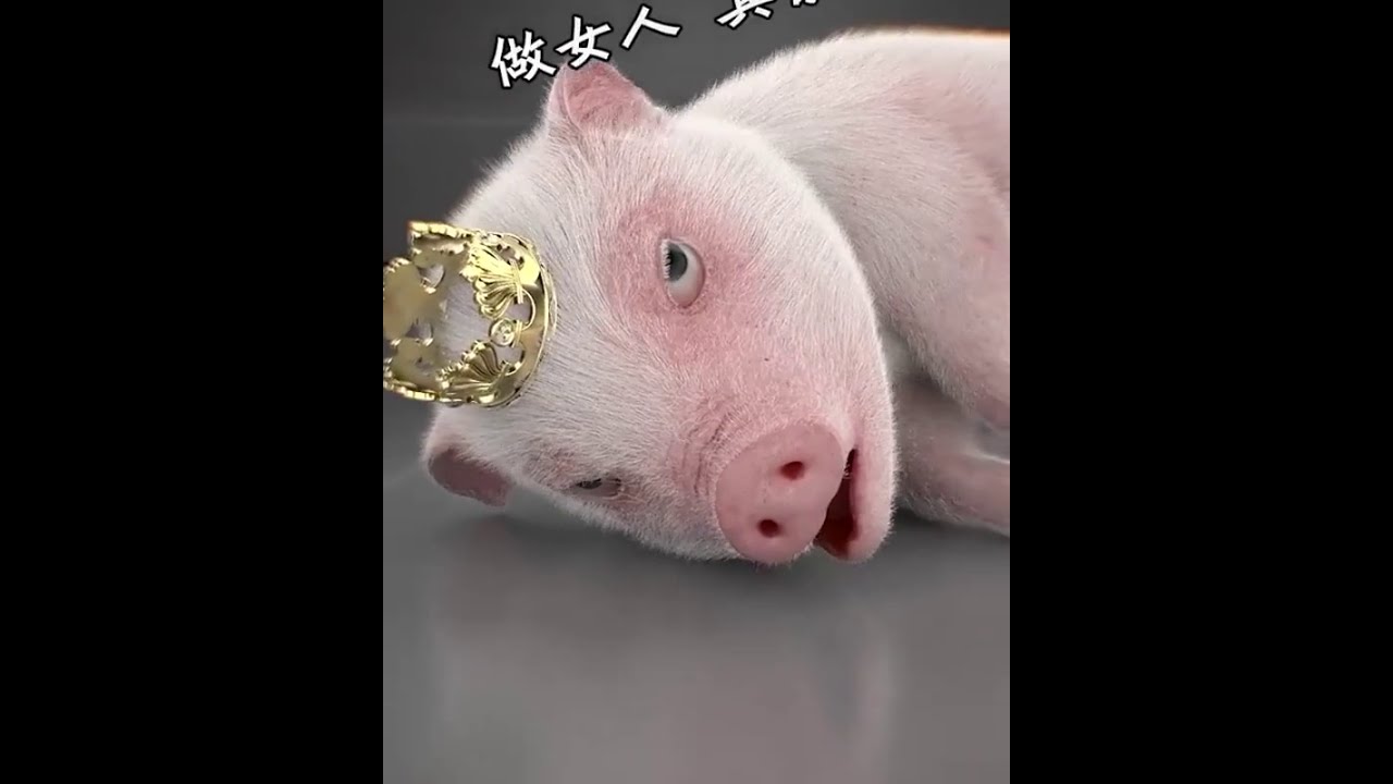 Video Lucu Babi 🐖