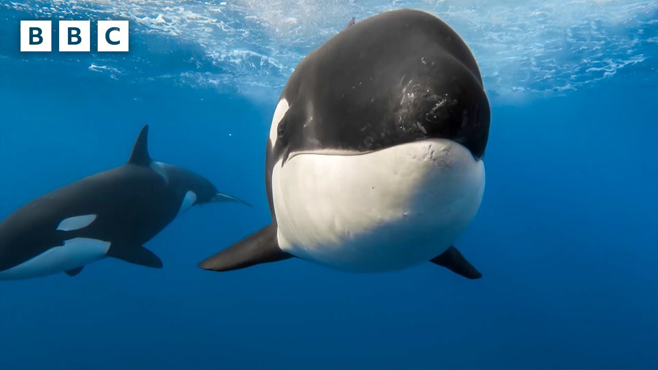 Killer Whales Discover New Tactics to Hunt Blue Whales