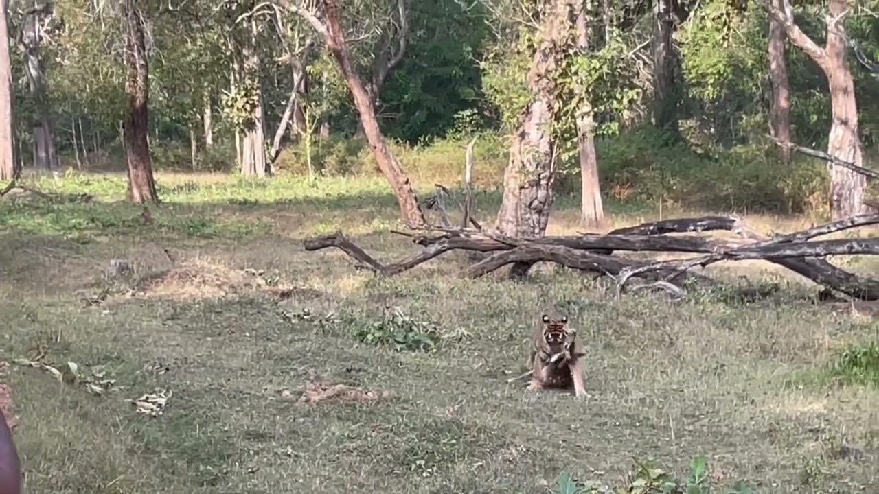 Tiger Hunting for Food in Kabini Backwater 🐅