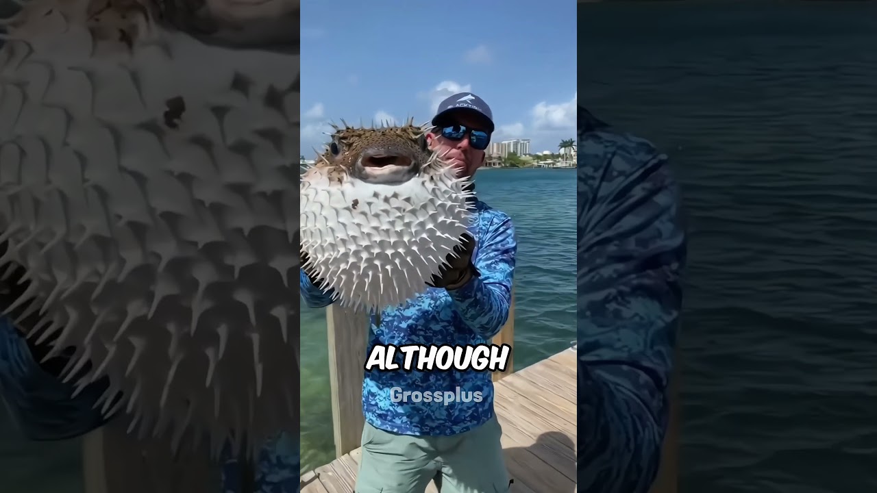 Puffer fish #shorts #science