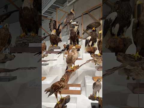600羽が集結？！国立科学博物館初となる「鳥」をテーマにした展覧会