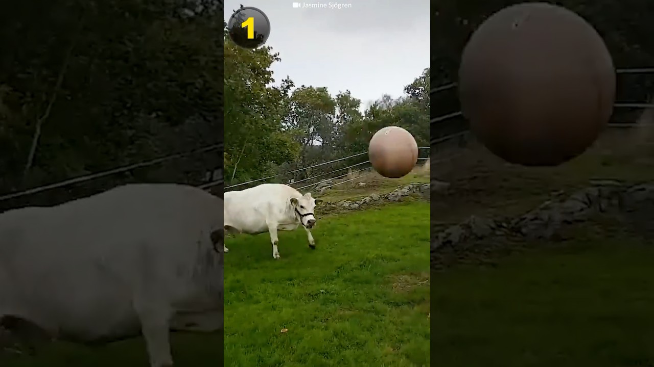 3 Surprising Facts About Cows ๐