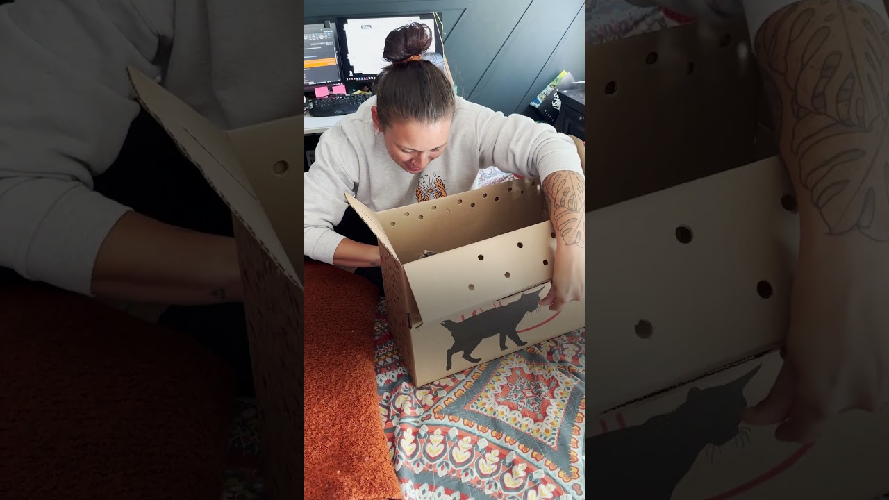 Husband Surprises Wife With Tiny One-Eyed Kitten π±