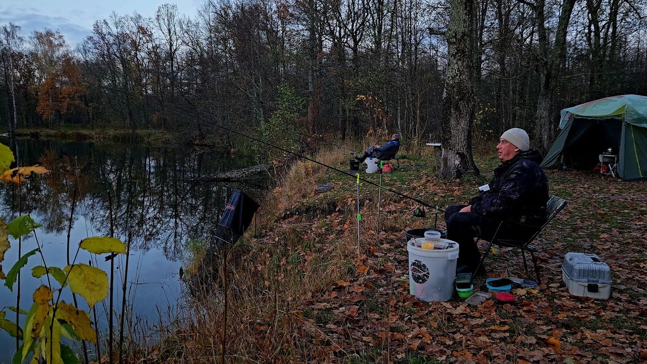 Лещ на Фидер в Октябре! Успешная рыбалка с ночёвкой на реке Друть 🎣