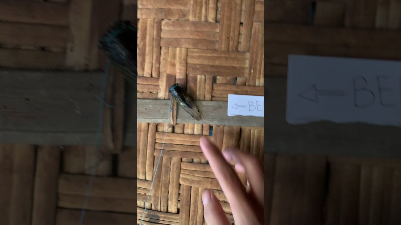 Man Turns Cicada into a Bell 🐞