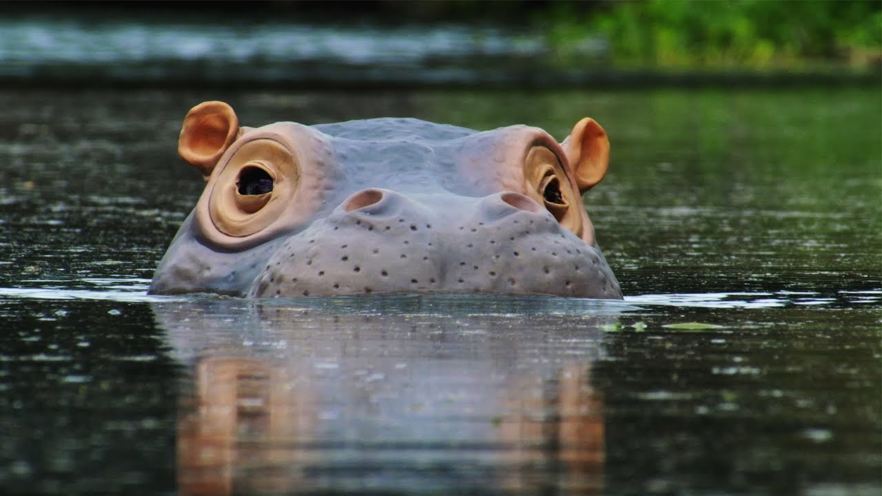 Spy Hippo Explores Underwater Skin Clinic | 4K UHD | Spy In The Wild | BBC Earth