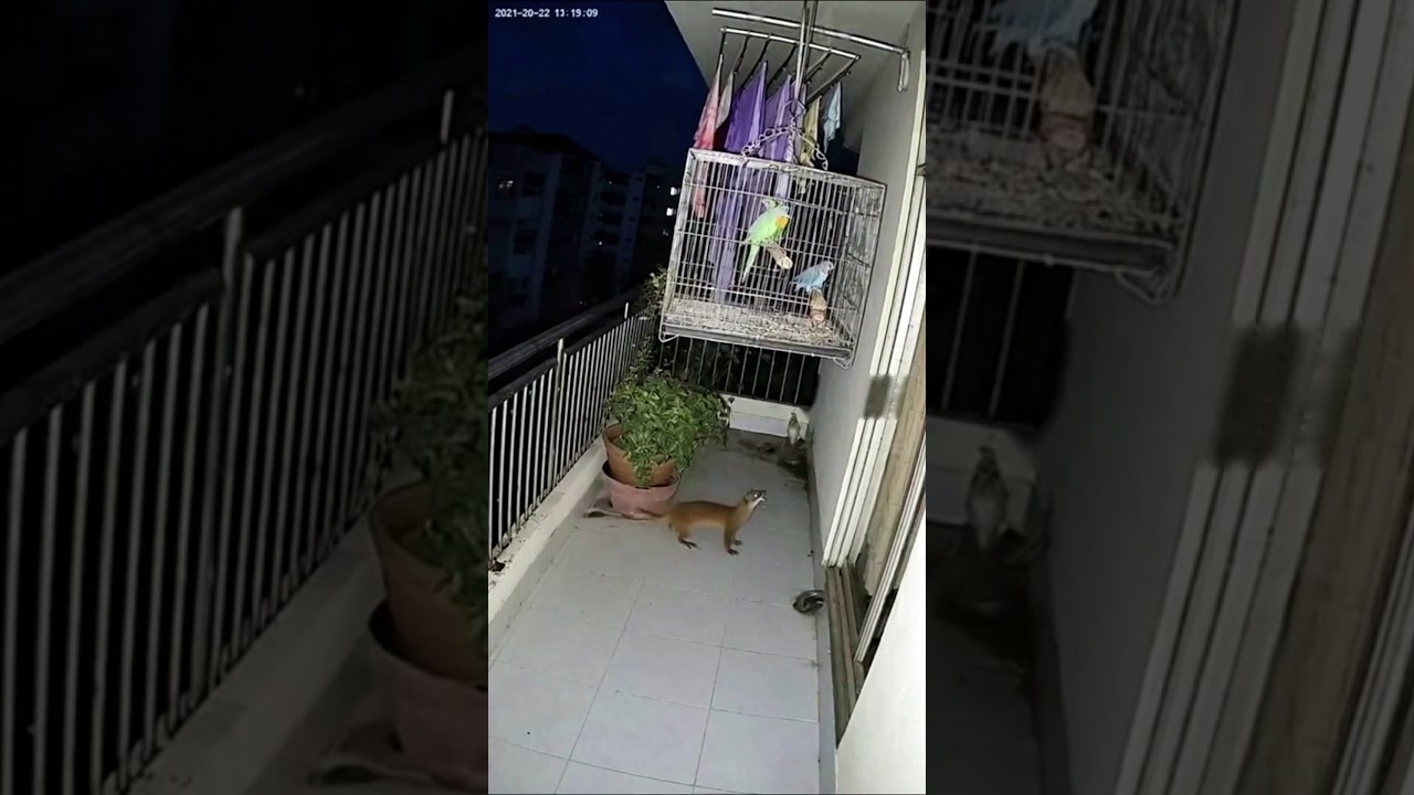 Clash of the Small Predators: Domestic Cat vs Weasel 🐾