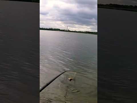 Просто большой лещ.#рыбалка на фидер#