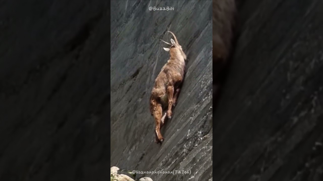 Ibex Secrets Unveiled: Nature's High-Altitude Marvels 🐐
