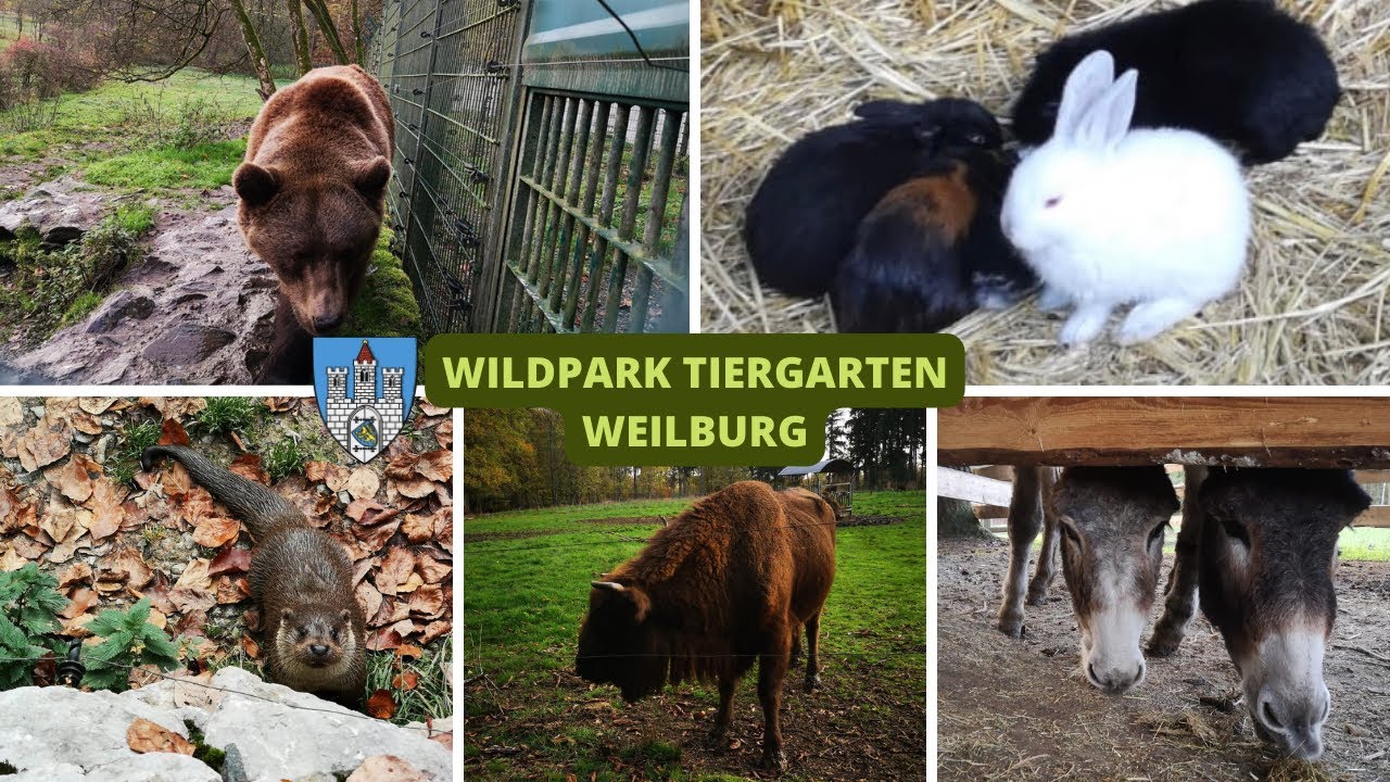 Wildlife Tour at Tiergarten Weilburg 🇩🇪