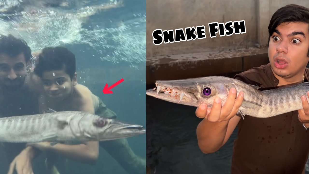 Catching a Large Snake Fish from the Pond