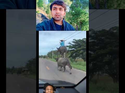 2तल्ला वाला भैंस🤣#comedy #trending #funny #trendingshorts #youtubeshorts #shorts #short #feed #viral