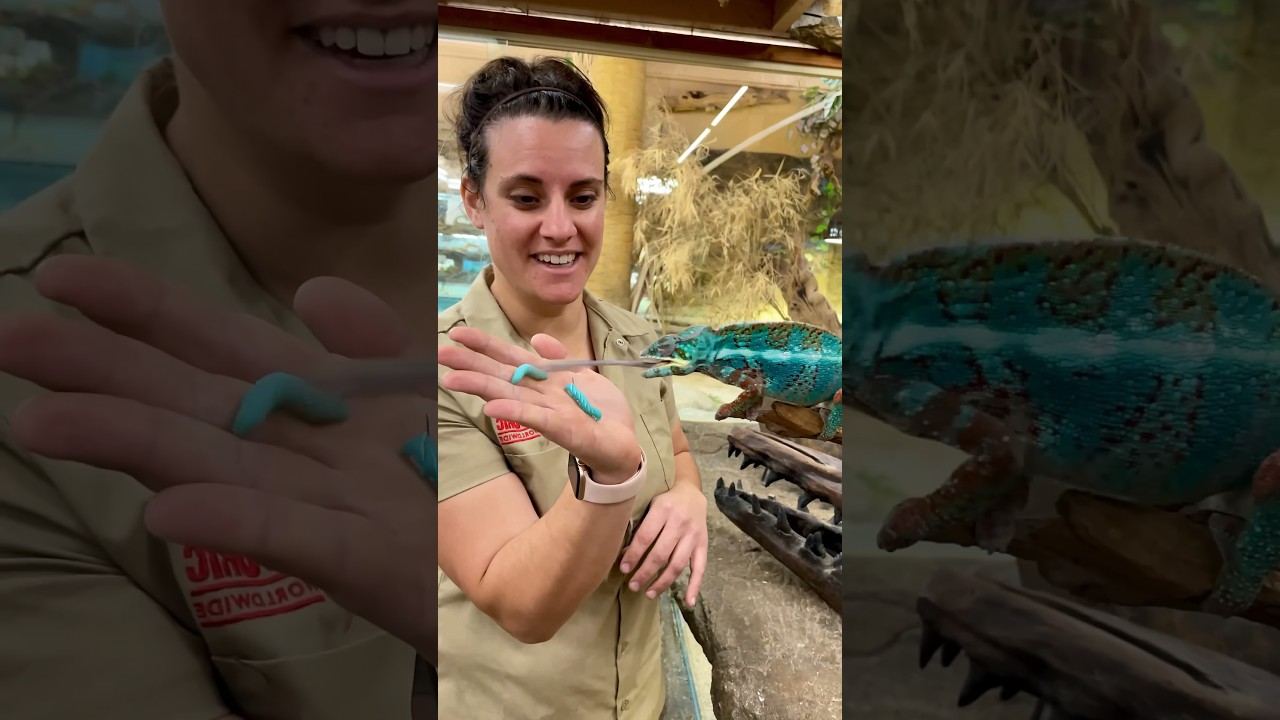 Chameleon Sniper 🤩🙌