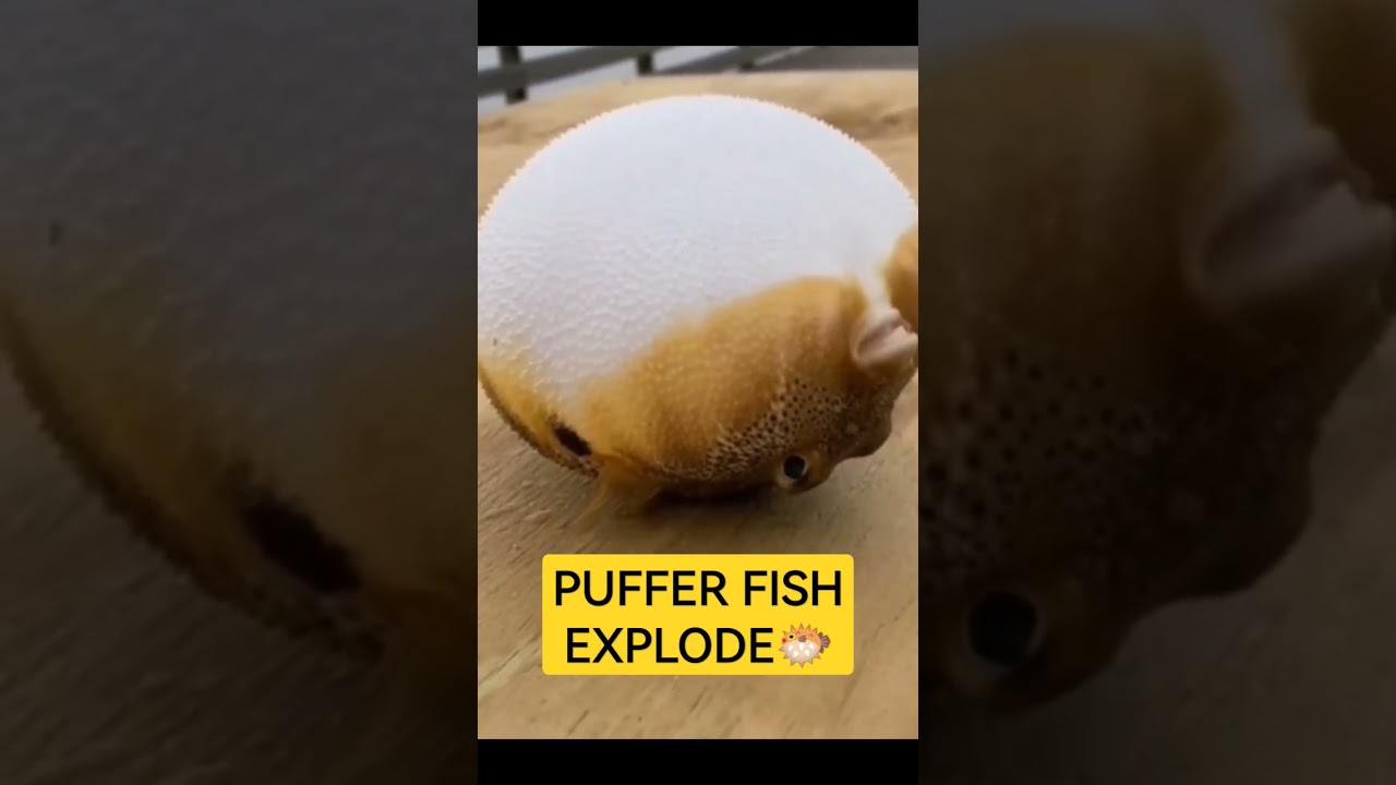 Puffer Fish Explode! 🐡 Amazing Defense Mechanism