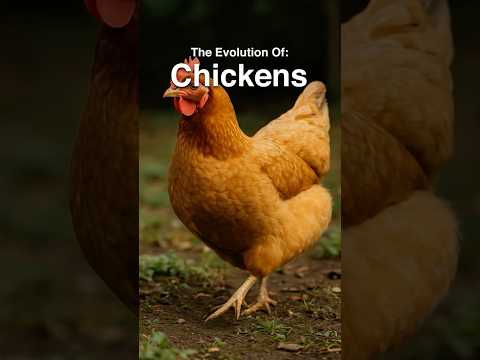 The Entire Evolution Of Chickens 🐔