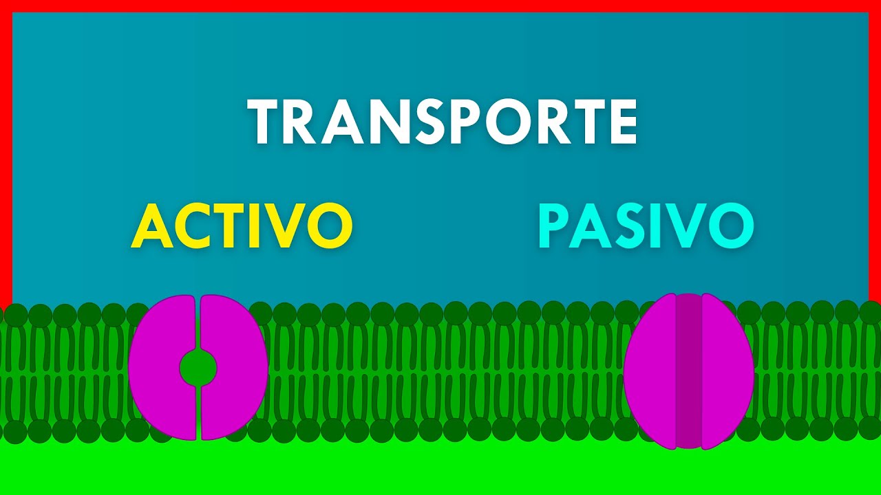 Transporte Activo y Pasivo en la Membrana 🧬