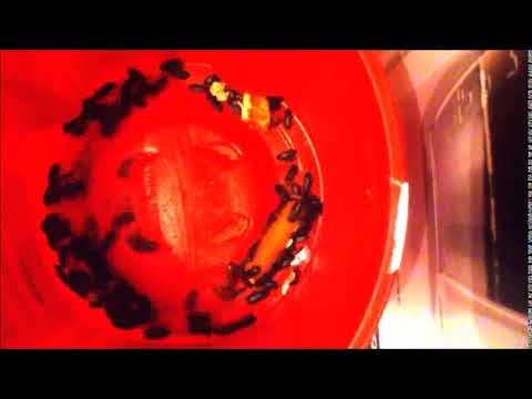 Mealworm Beetles Red Bucket Timelapses 2017 2019 #24,899 233