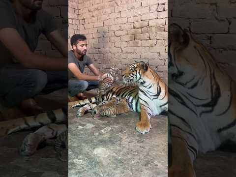 Episode 456: Angry tiger cub with mom and me 😱🐯✌️