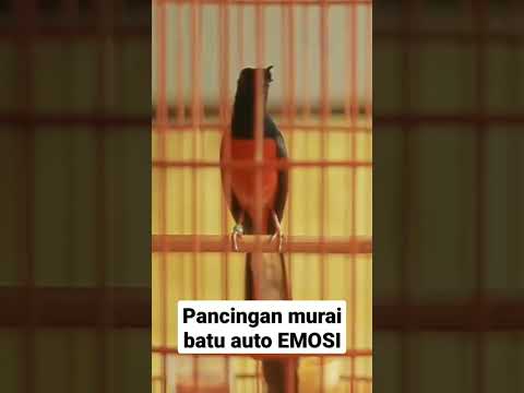 Pancingan murai batu AUTO EMOSI, bikin murai lain ngamuk dan bongkar isian.