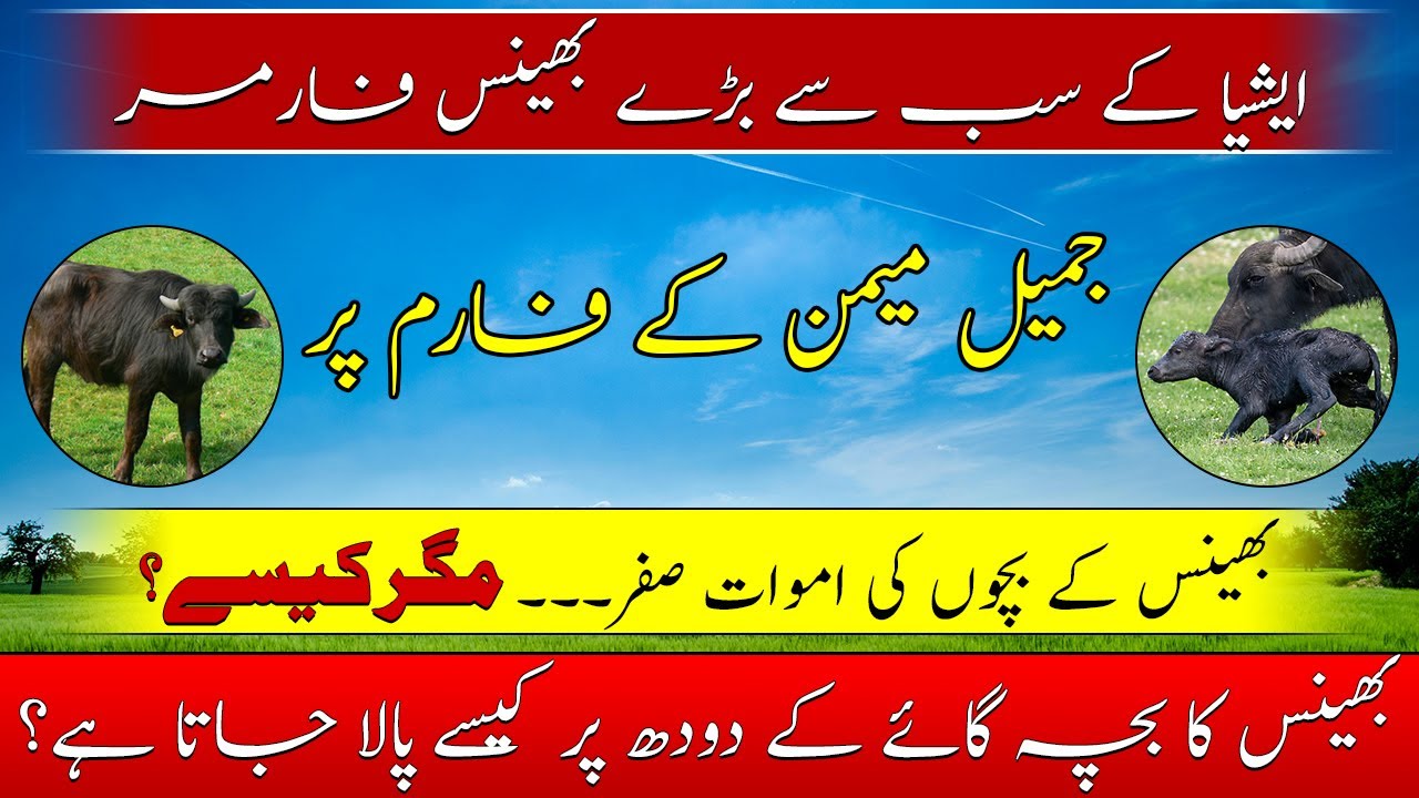 Profitable Buffalo Calf Farming Tips in Pakistan 🐃