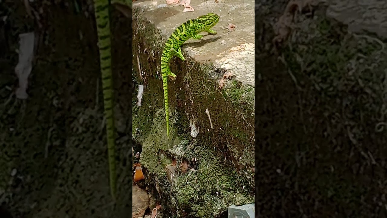 Chameleon Color Change 🦎