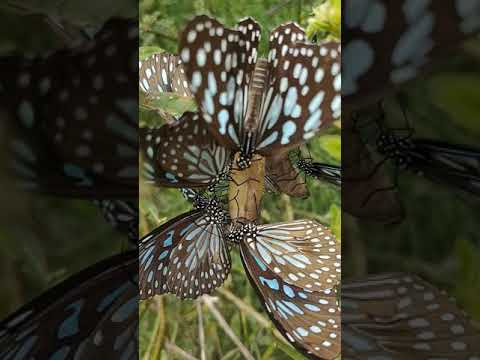 Our butterfly attracting plantation by planters landscaping company