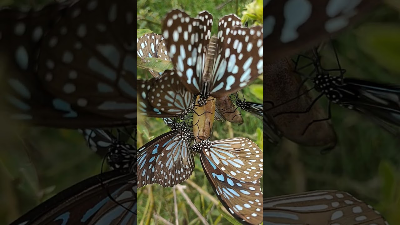 Transform Your Garden with Our Butterfly-Attracting Landscaping ๐ธ