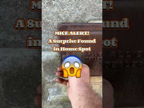 🐭Hidden mice? 👀Check THIS spot in your house! | Getting rid of mice | Edmonton pest control