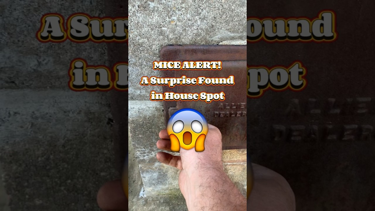 Hidden Mice? Discover Common Spots in Your Home | Edmonton Pest Control