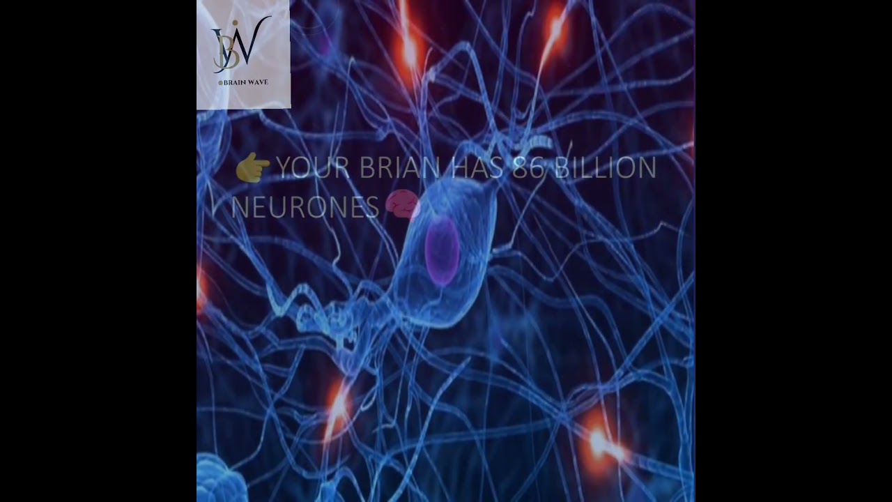 Number of Neurons in the Human Brain 🧠