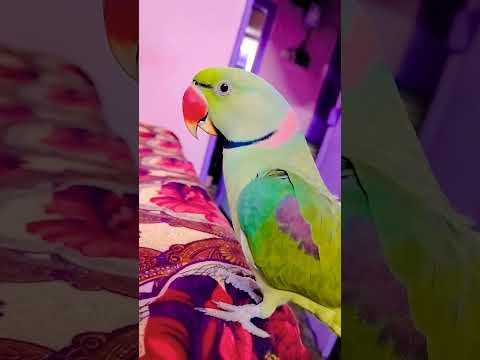 #kch to garbar h daya🤔🙄😆😆