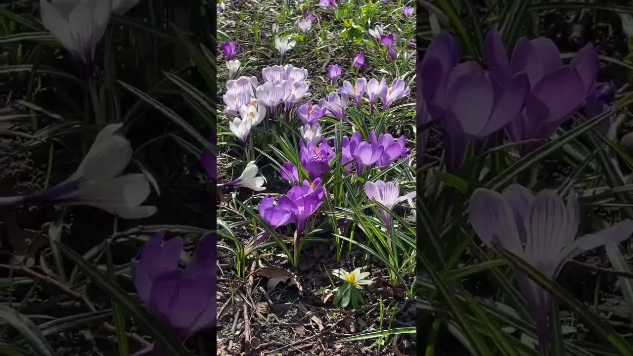 Spring Throwback: Sunshine & Fresh Beginnings 🌸