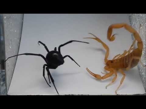 Veuve Noire VS Scorpion : Un combat sans merci.