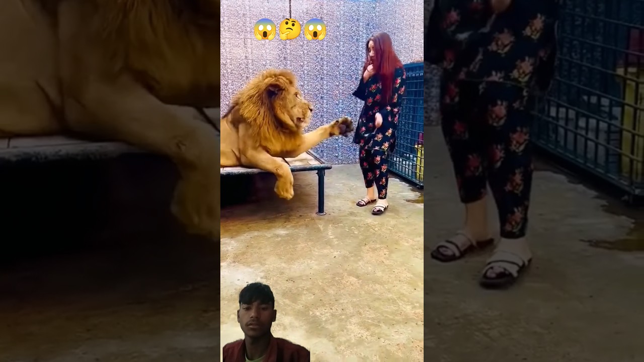 Miya Bhai 🦁 Lion & Tiger Attitude Remix