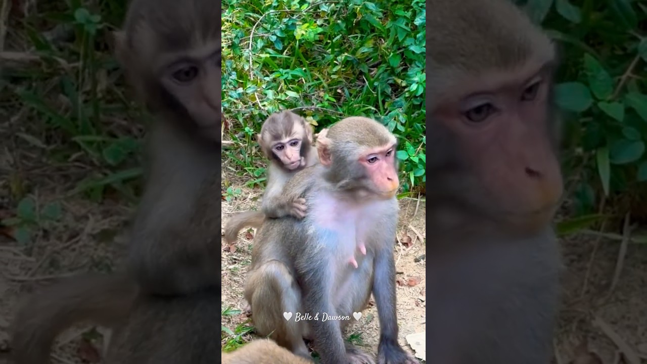 Belle & Dawson at Monkey Hill 🐒