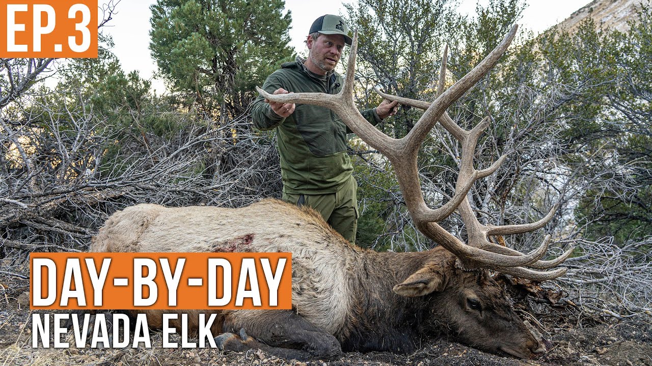 Nevada Elk Hunt Day 3: Big Bull Down! 🦌 Action-Packed Chase Continues