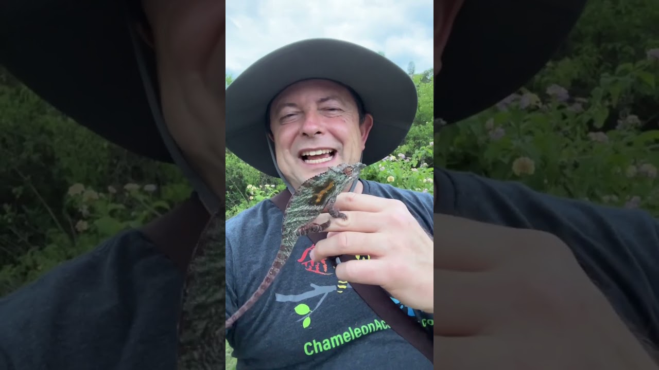 Stunning Male Furcifer Minor Chameleon in Madagascar 🦎
