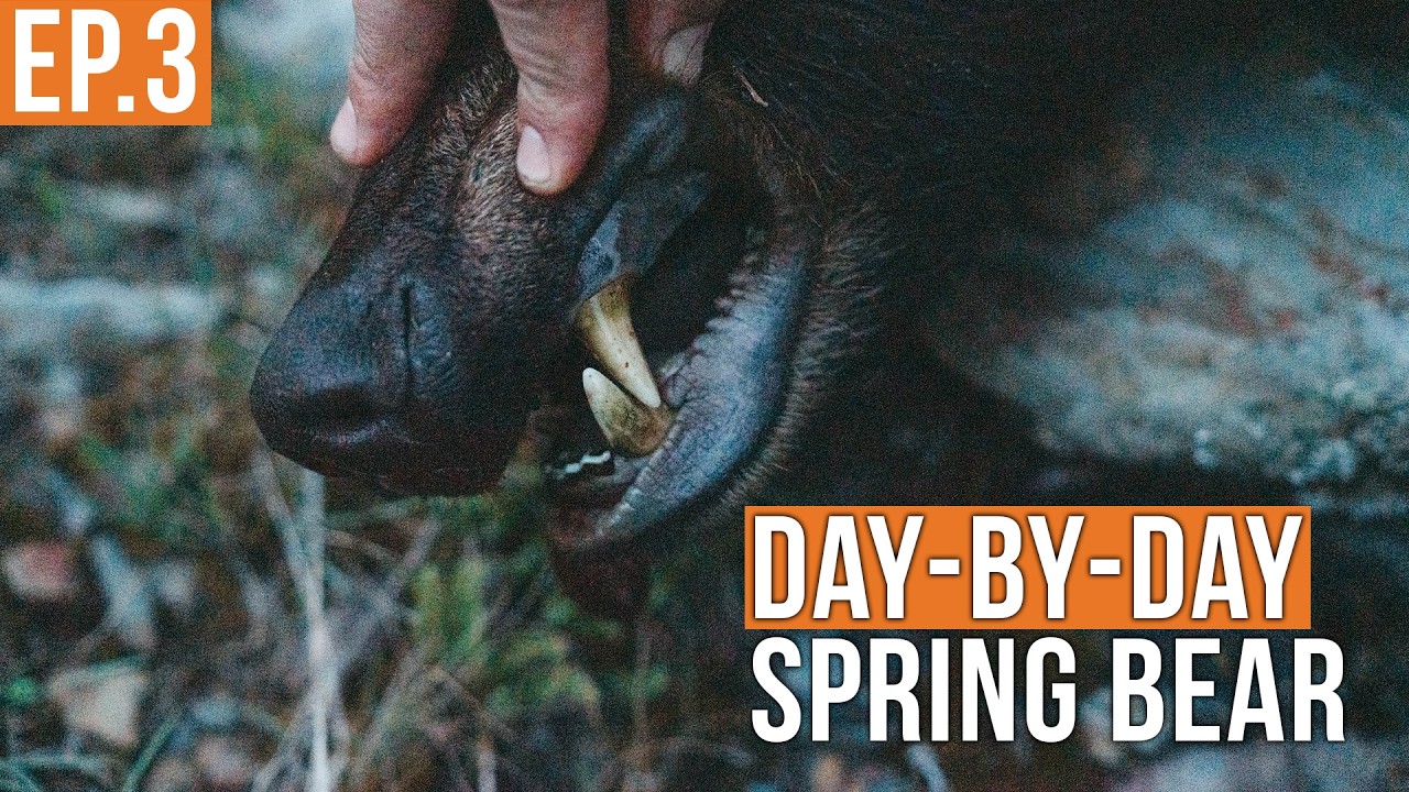 Last Chance Montana Bear Hunt: Intense Day 3 Adventure 🐻