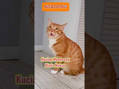 Suara kucing minta makan, #kucingmintamakan #shorts