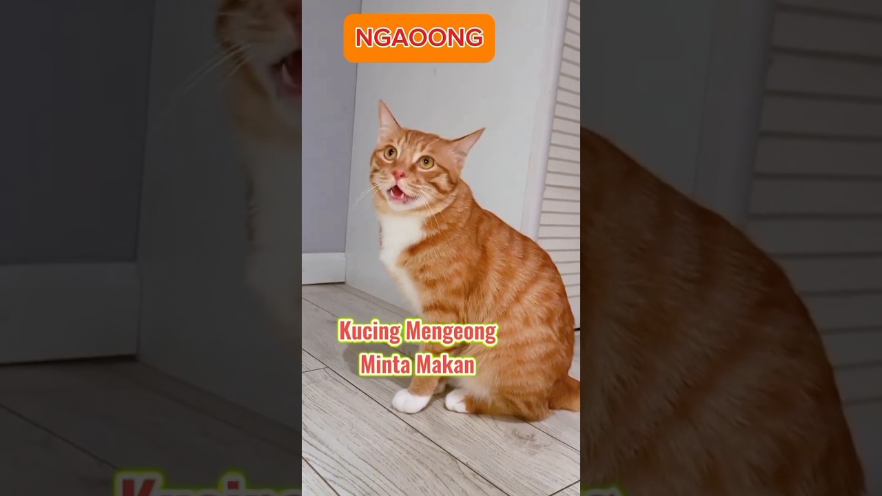 Suara Kucing Minta Makan yang Menggemaskan 🐱 | Short & Lucu