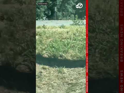 CAUGHT ON CAMERA: Man points rifle at officer during traffic stop