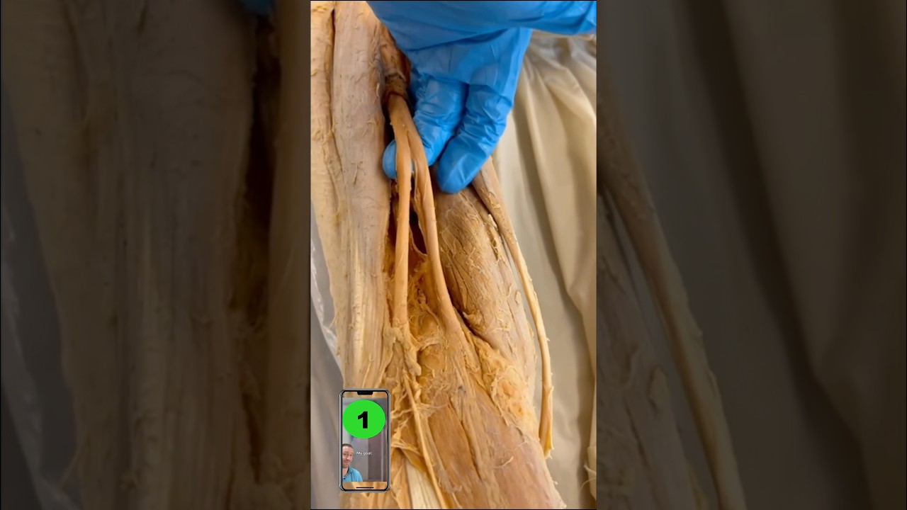 SURPRISING Fix For Tight Hamstrings!😳