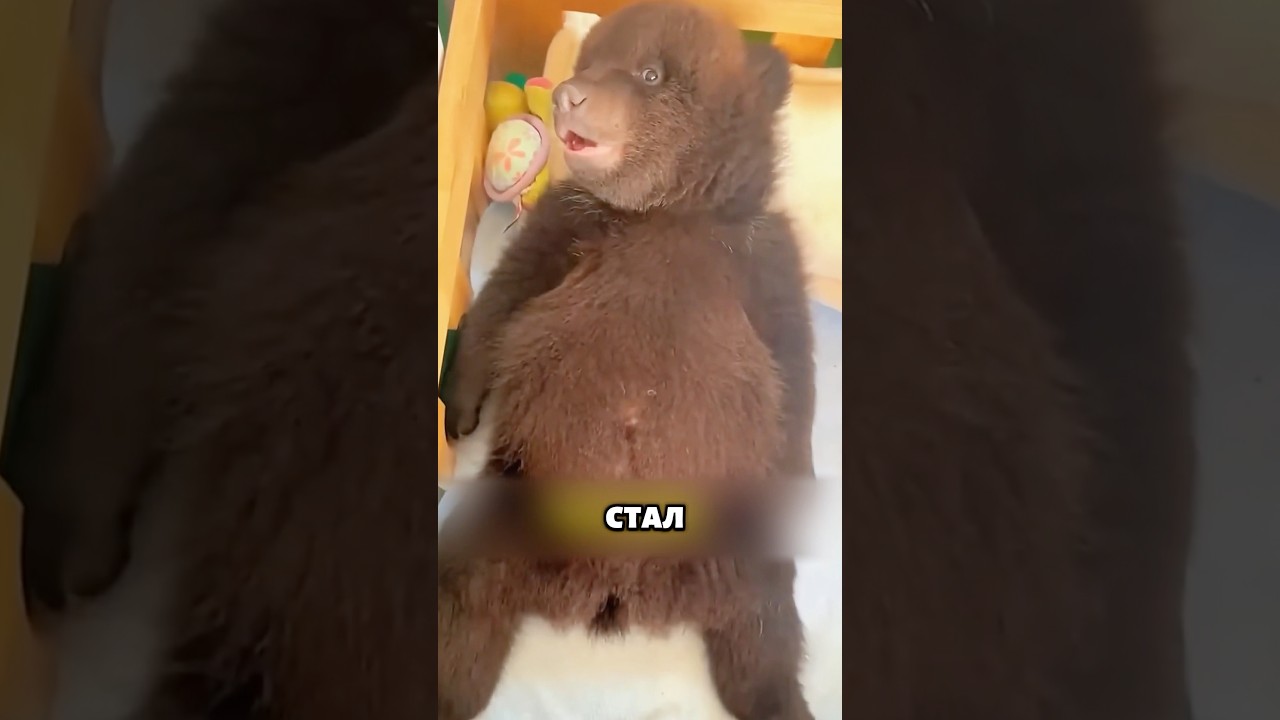 Медведь вырос и остался в новом доме 🐻
