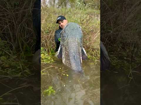 Un joli poisson de Loire