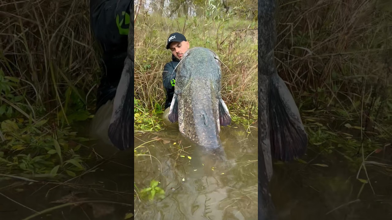 Un joli poisson de Loire