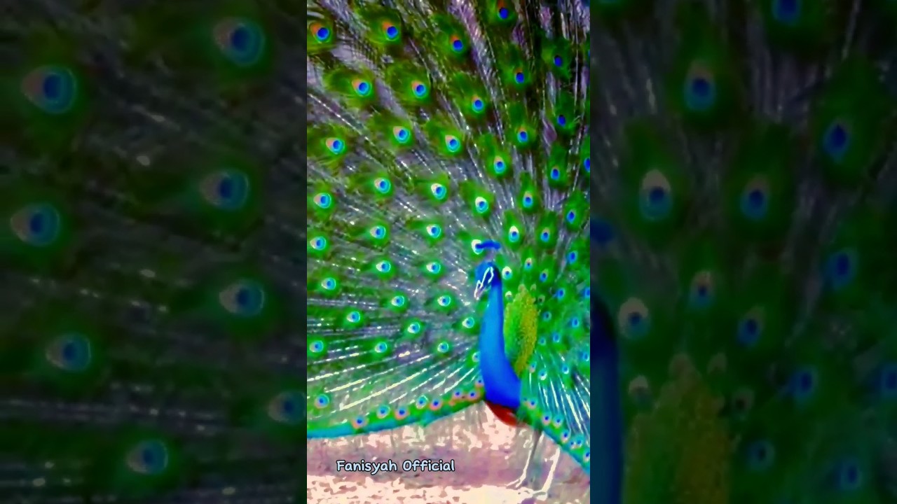 Suara Merak Hutan yang Menakjubkan 🦚