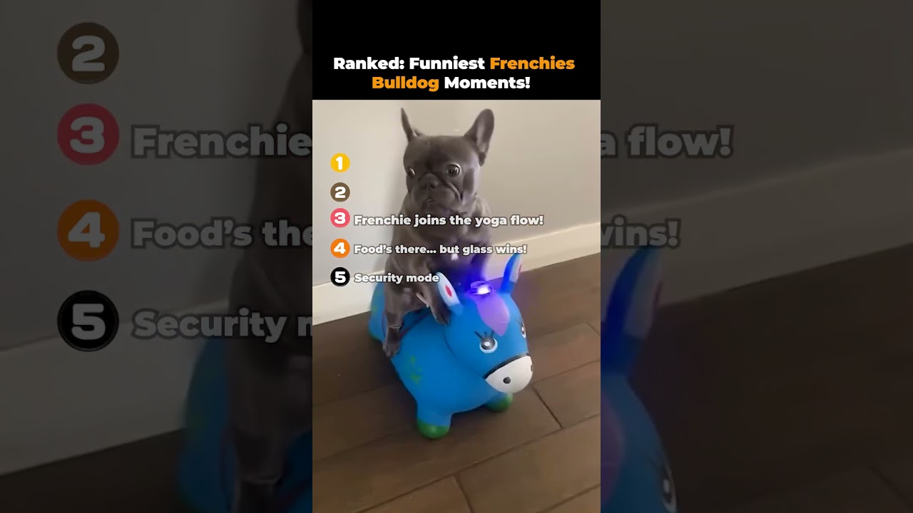 Top Frenchie Moments That Will Make You Laugh 😂