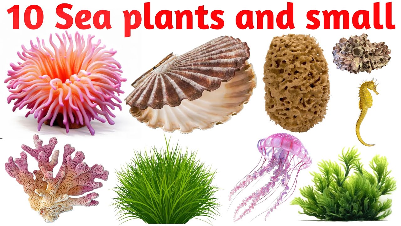 Ocean Plants & Sea Creatures for Kids | Learn in Hindi & English