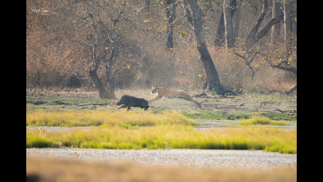 Tiger Hunts Wild Boar in Kabini Forest 🐅