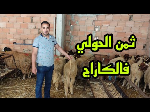 أثمنة خروف العيد مع هاتف البائع السيد اوحدو الحولي عالف نقي اللحم بنين/السيمو الجزار